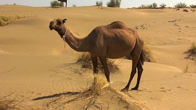 Aan welke landen grenst Kazachstan